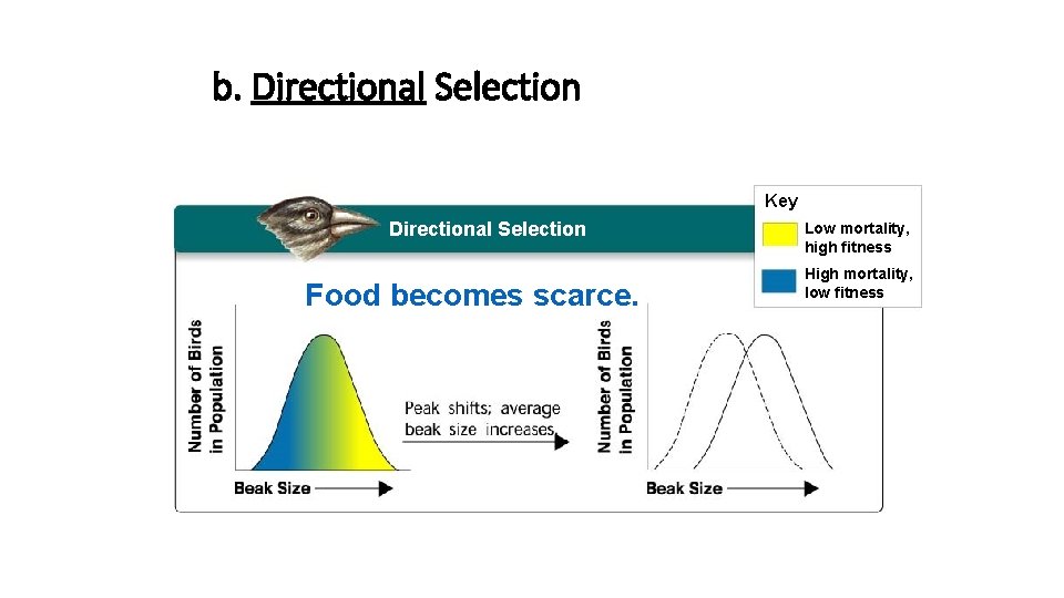 b. Directional Selection Key Directional Selection Food becomes scarce. Low mortality, high fitness High