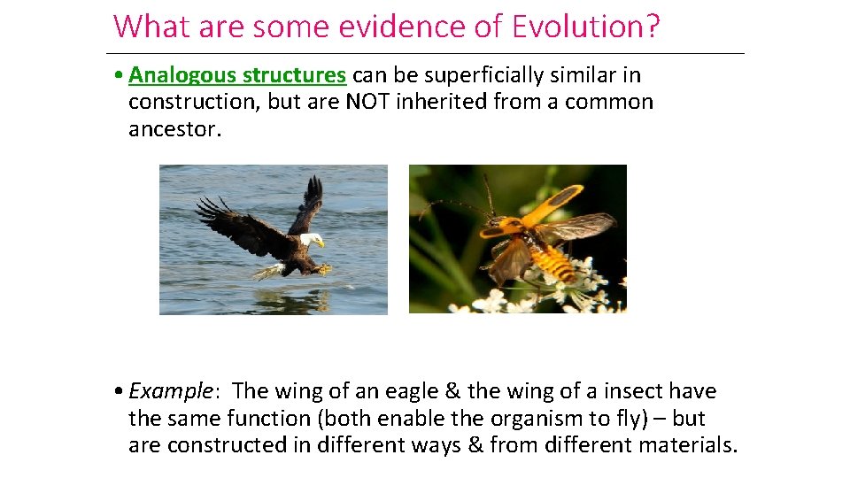 What are some evidence of Evolution? • Analogous structures can be superficially similar in