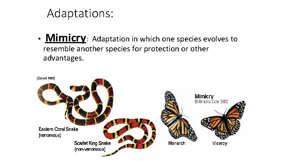 Adaptations: • Mimicry: Adaptation in which one species evolves to resemble another species for
