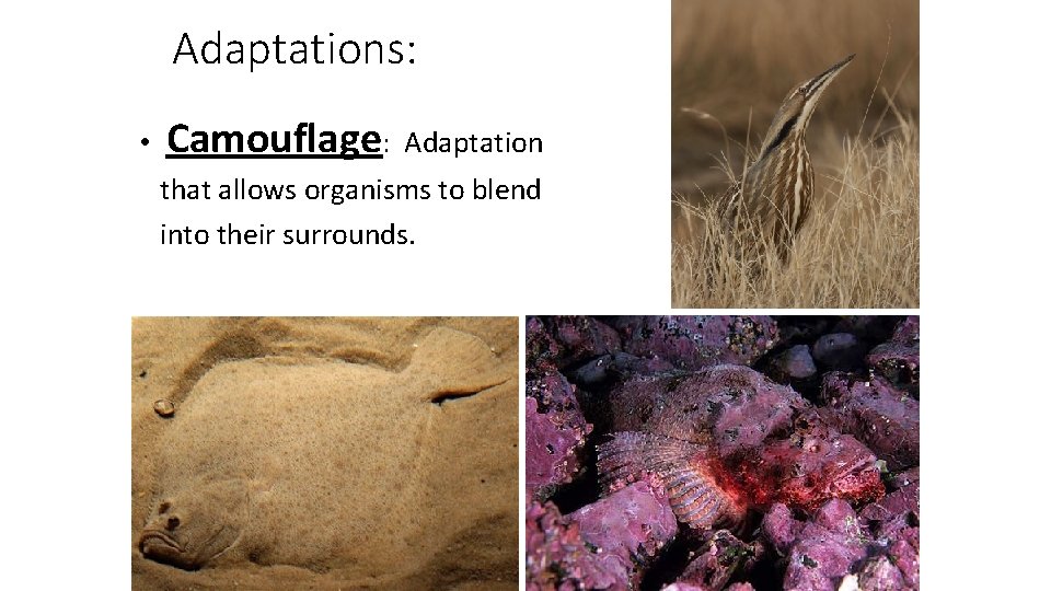 Adaptations: • Camouflage: Adaptation that allows organisms to blend into their surrounds. 