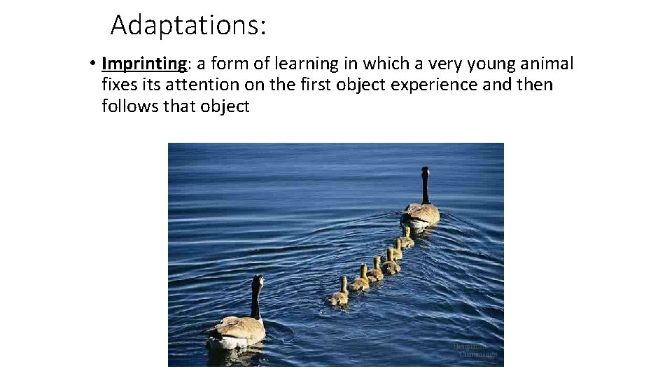Adaptations: • Imprinting: a form of learning in which a very young animal fixes