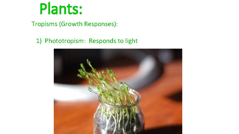 Plants: Tropisms (Growth Responses): 1) Phototropism: Responds to light 