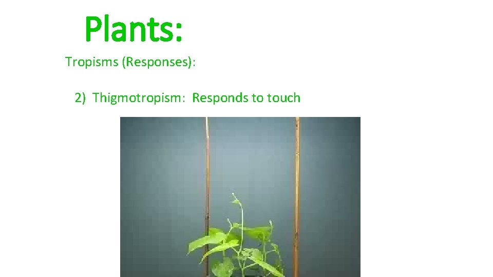 Plants: Tropisms (Responses): 2) Thigmotropism: Responds to touch 