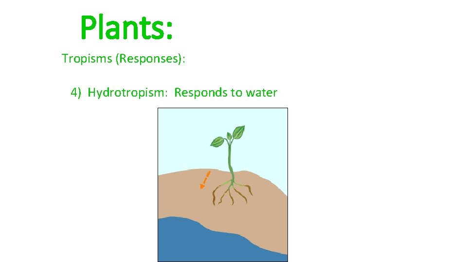 Plants: Tropisms (Responses): 4) Hydrotropism: Responds to water 