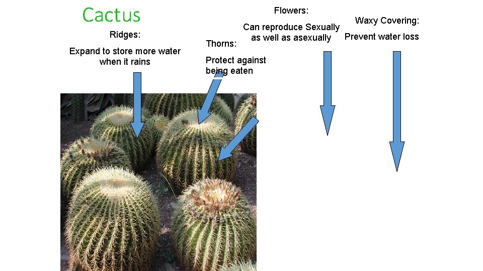 Cactus Ridges: Expand to store more water when it rains Flowers: Thorns: Waxy Covering: