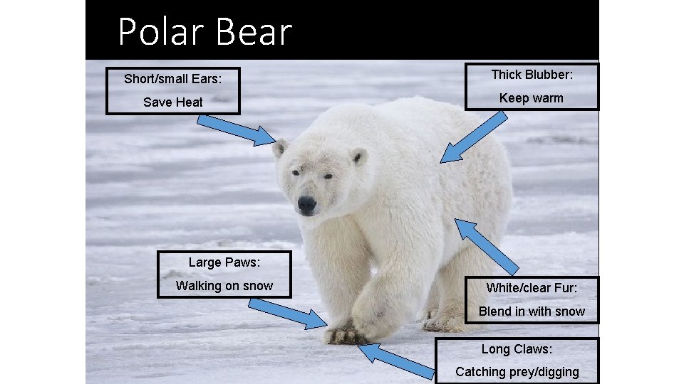 Polar Bear Short/small Ears: Thick Blubber: Save Heat Keep warm Large Paws: Walking on