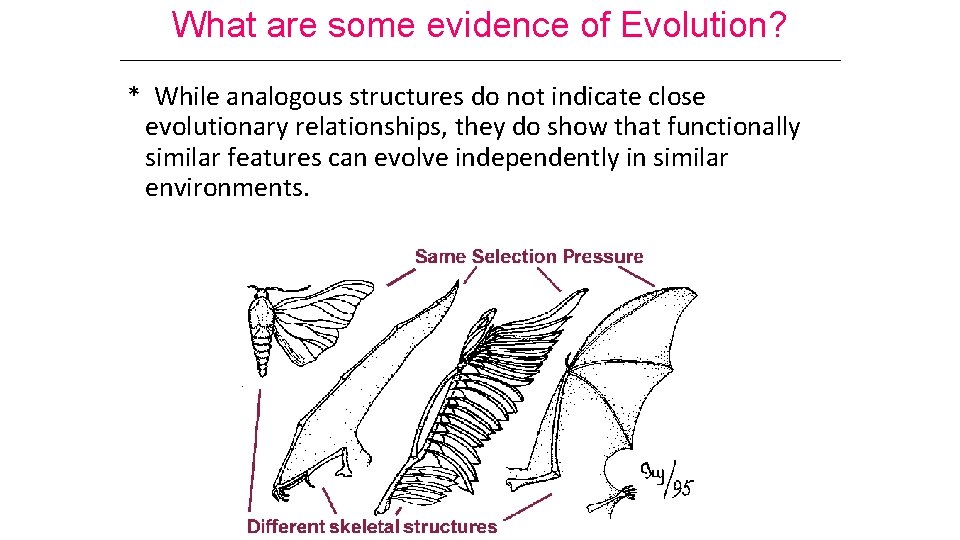 What are some evidence of Evolution? * While analogous structures do not indicate close