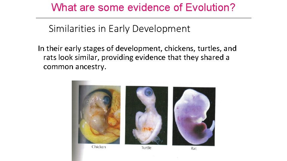 What are some evidence of Evolution? Similarities in Early Development In their early stages What are some evidence of Evolution? Similarities in Early Development In their early stages