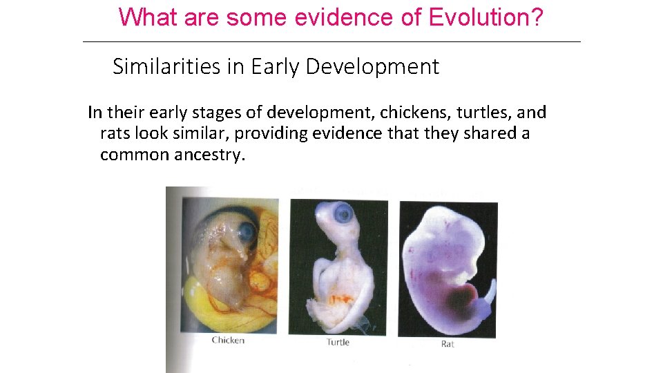 What are some evidence of Evolution? Similarities in Early Development In their early stages