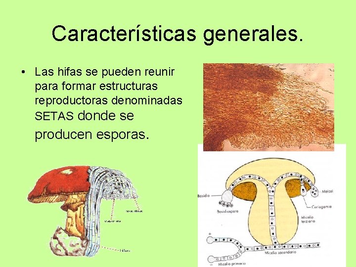 Características generales. • Las hifas se pueden reunir para formar estructuras reproductoras denominadas SETAS