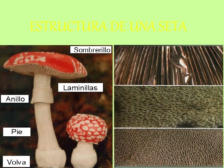 ESTRUCTURA DE UNA SETA 