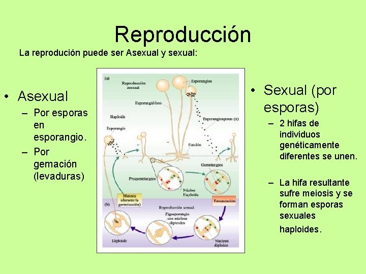 Reproducción La reprodución puede ser Asexual y sexual: • Asexual – Por esporas en