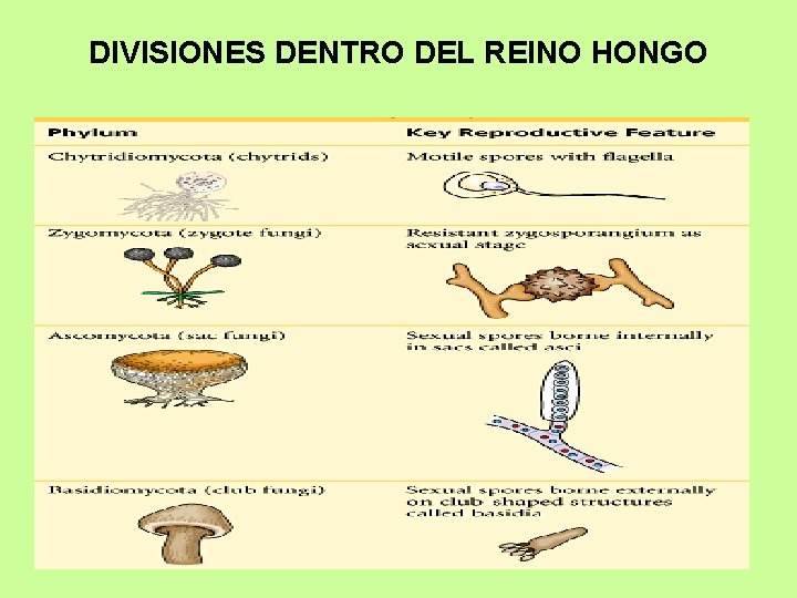 DIVISIONES DENTRO DEL REINO HONGO 