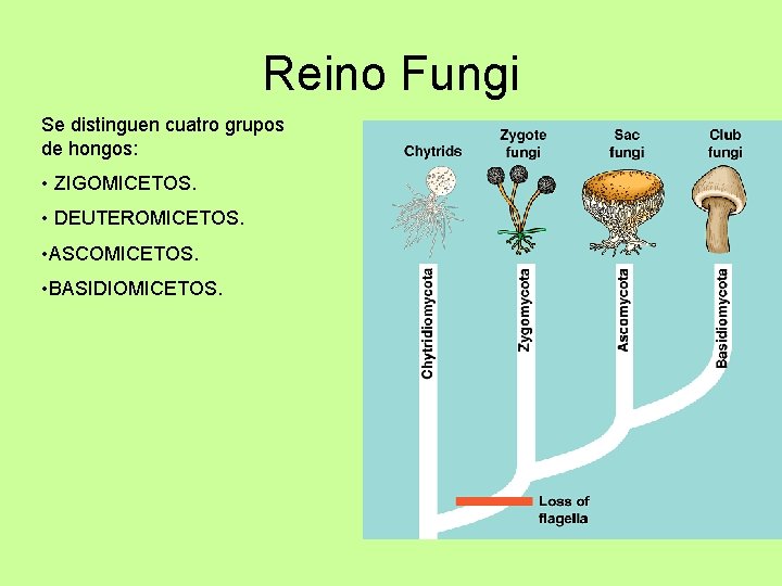 Reino Fungi Se distinguen cuatro grupos de hongos: • ZIGOMICETOS. • DEUTEROMICETOS. • ASCOMICETOS.