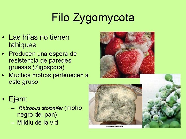 Filo Zygomycota • Las hifas no tienen tabiques. • Producen una espora de resistencia