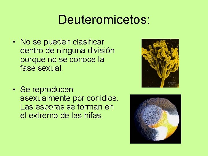 Deuteromicetos: • No se pueden clasificar dentro de ninguna división porque no se conoce