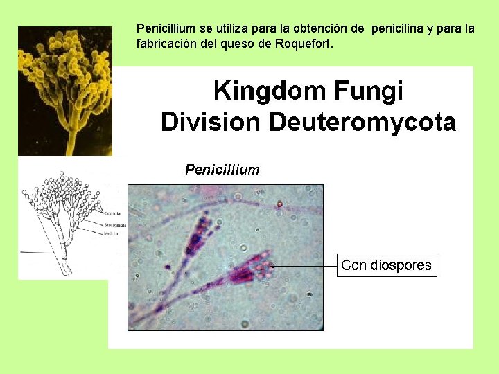 Penicillium se utiliza para la obtención de penicilina y para la fabricación del queso