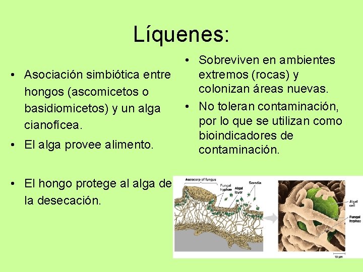 Líquenes: • Asociación simbiótica entre hongos (ascomicetos o basidiomicetos) y un alga cianofícea. •