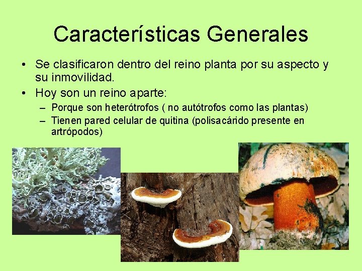 Características Generales • Se clasificaron dentro del reino planta por su aspecto y su