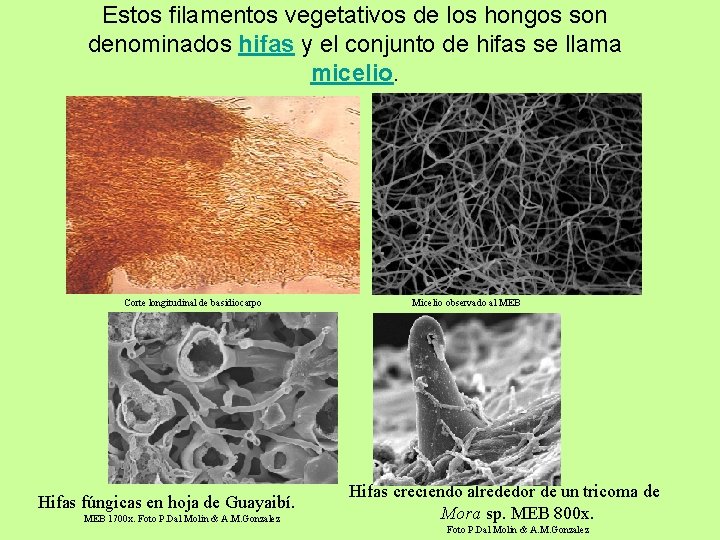 Estos filamentos vegetativos de los hongos son denominados hifas y el conjunto de hifas