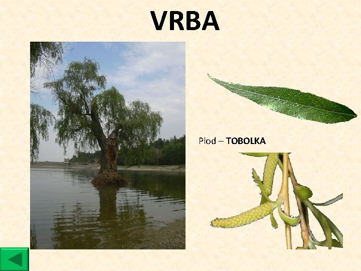 VRBA Plod ‒ TOBOLKA 