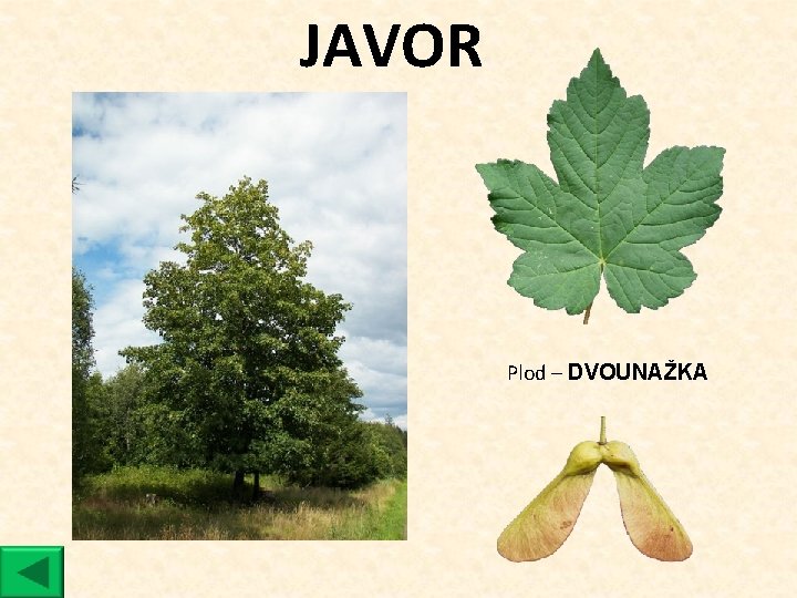 JAVOR Plod ‒ DVOUNAŽKA 