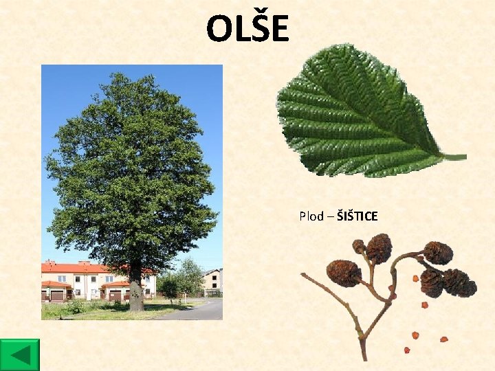 OLŠE Plod ‒ ŠIŠTICE 