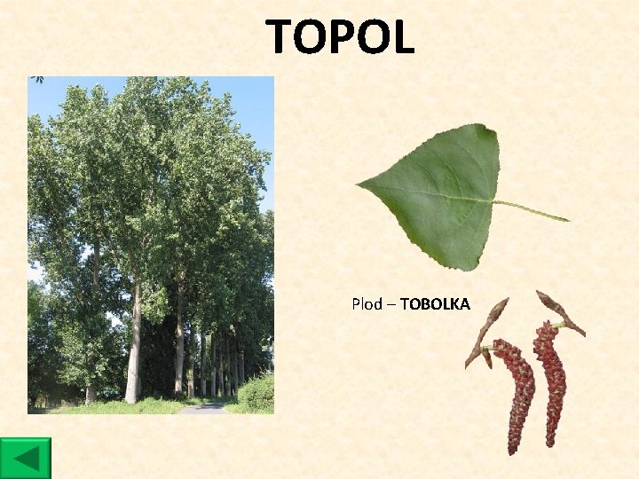 TOPOL Plod ‒ TOBOLKA 