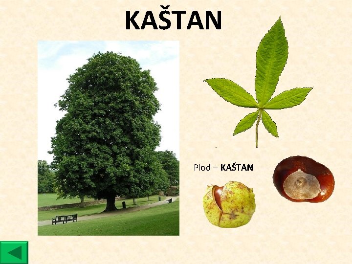 KAŠTAN Plod ‒ KAŠTAN 