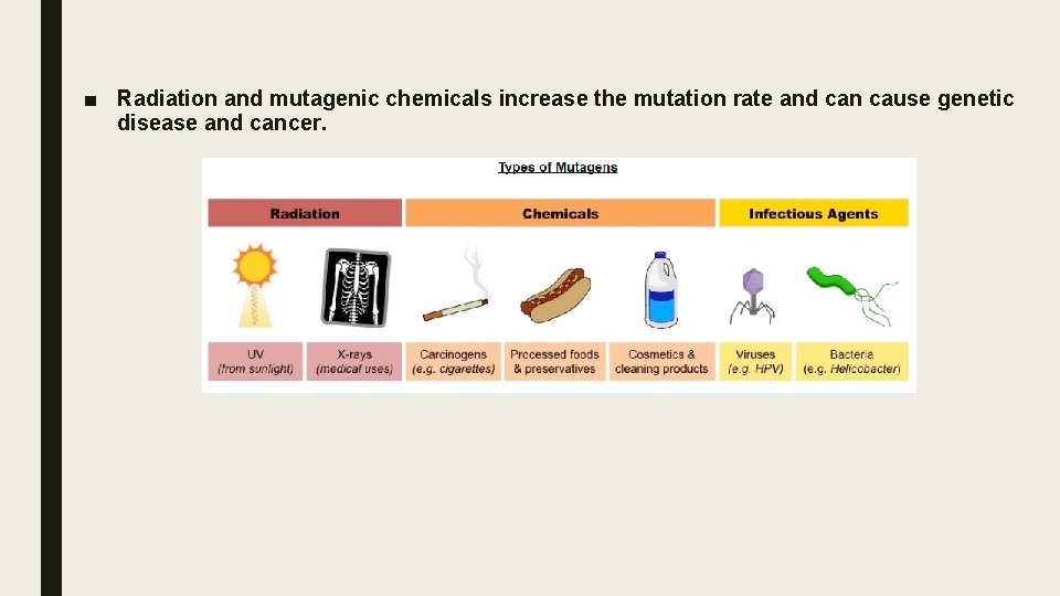 ■ Radiation and mutagenic chemicals increase the mutation rate and can cause genetic disease