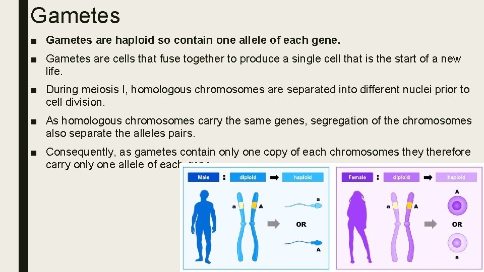 Gametes ■ Gametes are haploid so contain one allele of each gene. ■ Gametes