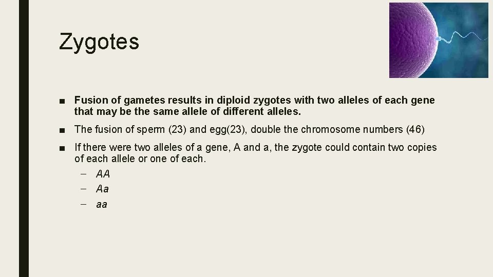 Zygotes ■ Fusion of gametes results in diploid zygotes with two alleles of each