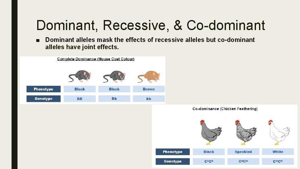 Dominant, Recessive, & Co-dominant ■ Dominant alleles mask the effects of recessive alleles but
