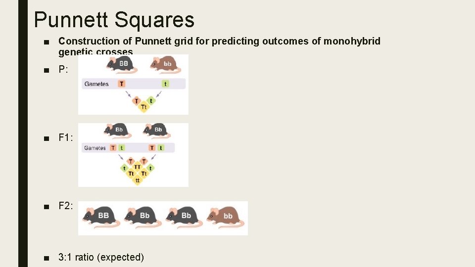 Punnett Squares ■ Construction of Punnett grid for predicting outcomes of monohybrid genetic crosses.
