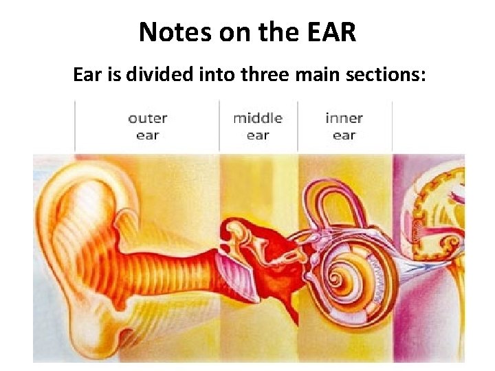 Notes on the EAR Ear is divided into three main sections: 