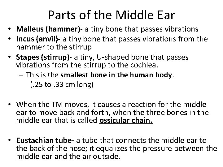 Parts of the Middle Ear • Malleus (hammer)- a tiny bone that passes vibrations