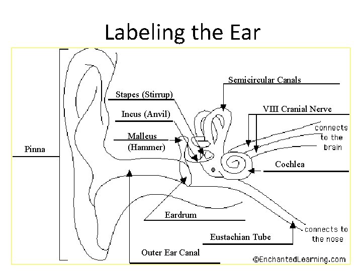 Labeling the Ear Semicircular Canals Stapes (Stirrup) Incus (Anvil) Pinna VIII Cranial Nerve Malleus