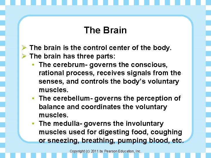 The Brain Ø The brain is the control center of the body. Ø The
