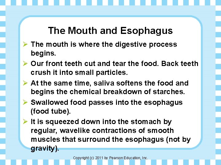 The Mouth and Esophagus Ø The mouth is where the digestive process begins. Ø
