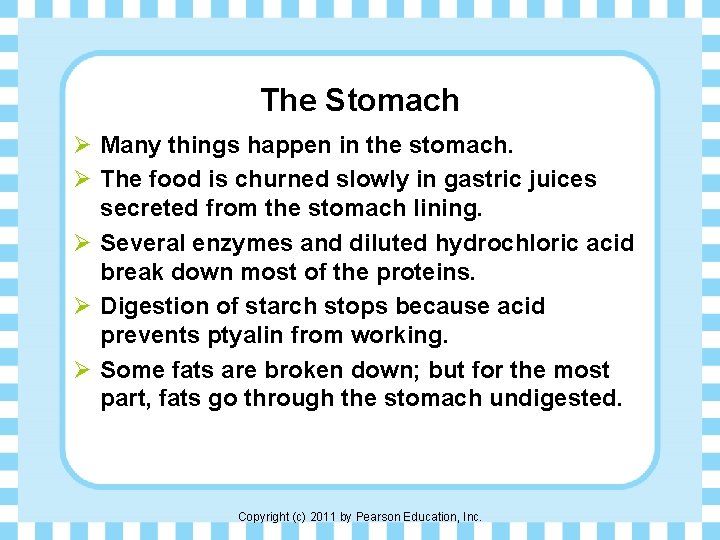 The Stomach Ø Many things happen in the stomach. Ø The food is churned