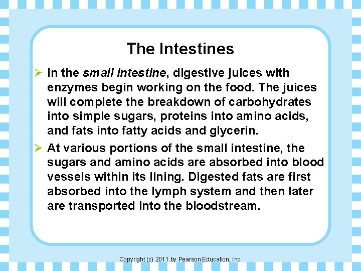 The Intestines Ø In the small intestine, digestive juices with enzymes begin working on