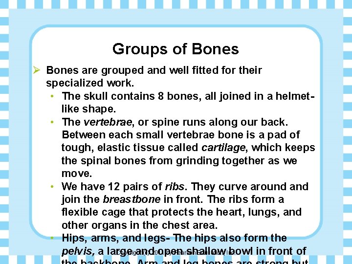 Groups of Bones Ø Bones are grouped and well fitted for their specialized work.