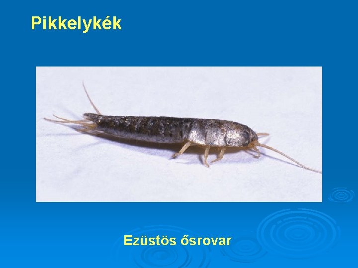 Pikkelykék Ezüstös ősrovar 