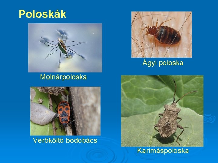 Poloskák Ágyi poloska Molnárpoloska Verőköltő bodobács Karimáspoloska 