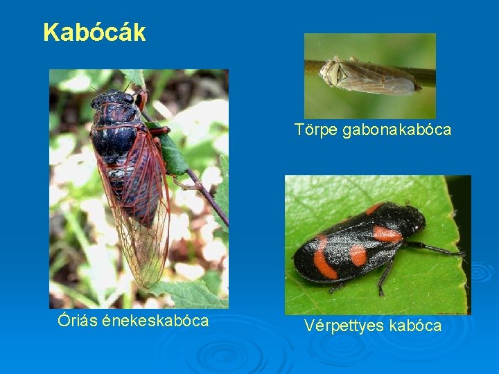 Kabócák Törpe gabonakabóca Óriás énekeskabóca Vérpettyes kabóca 