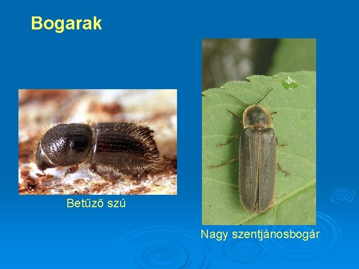 Bogarak Betűző szú Nagy szentjánosbogár 
