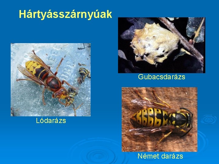 Hártyásszárnyúak Gubacsdarázs Lódarázs Német darázs 