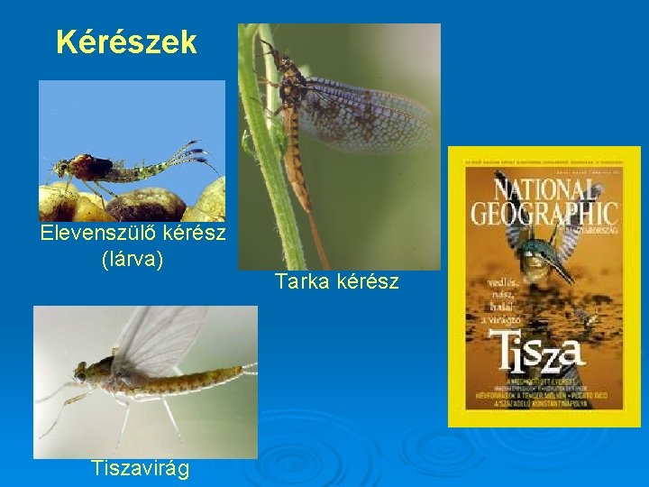 Kérészek Elevenszülő kérész (lárva) Tiszavirág Tarka kérész 