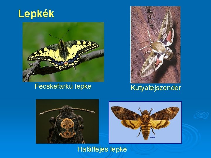 Lepkék Fecskefarkú lepke Halálfejes lepke Kutyatejszender 