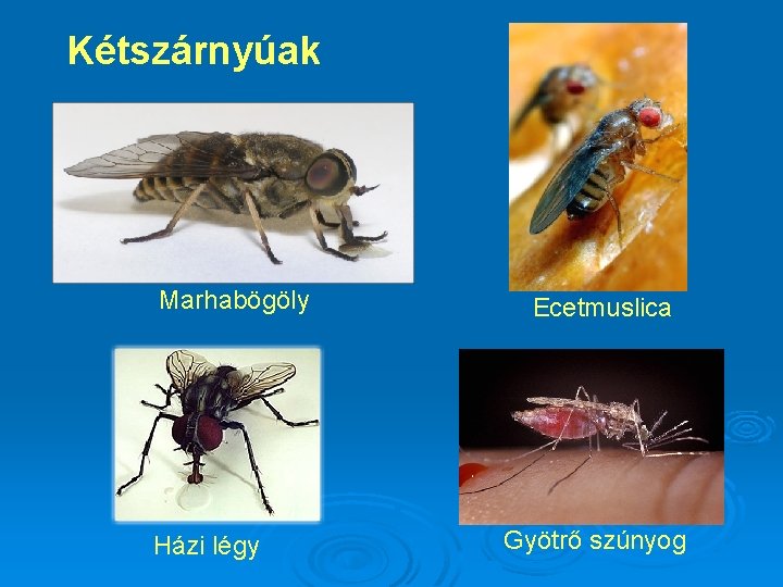 Kétszárnyúak Marhabögöly Házi légy Ecetmuslica Gyötrő szúnyog 